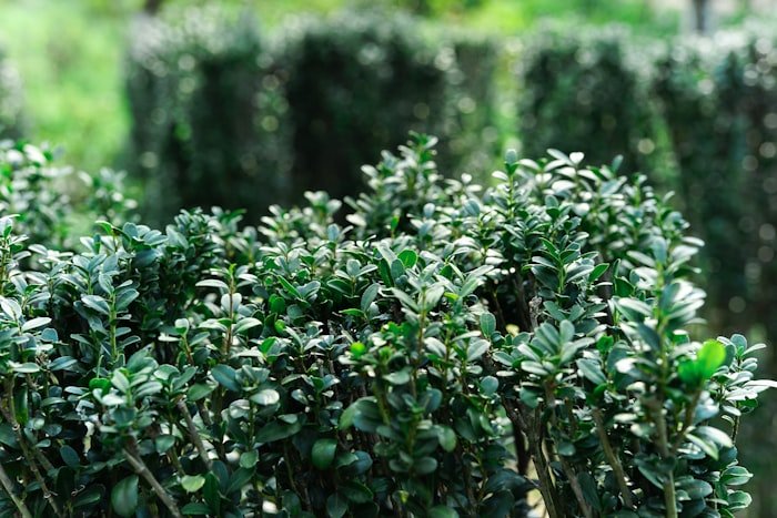 Formgeschnittene Hecke vor blauem Himmel
